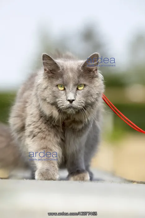 : Leashed young blue Maine Coon cat : Leashed young blue Maine Coon cat