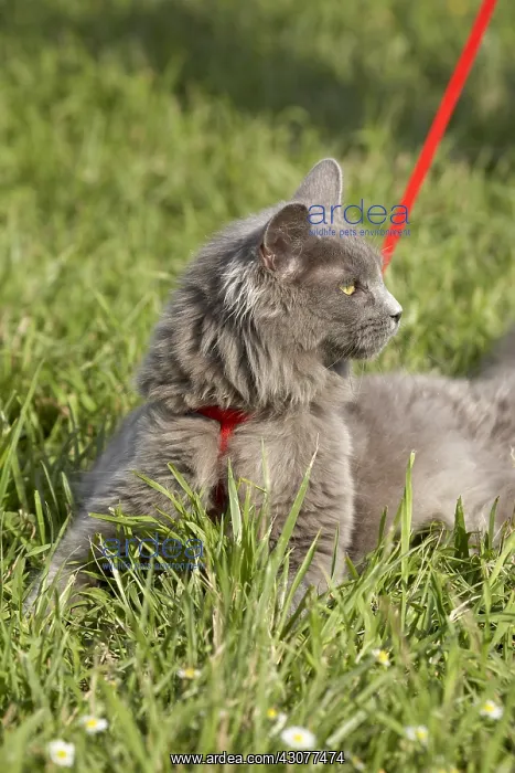 : Leashed young blue Maine Coon cat : Leashed young blue Maine Coon cat