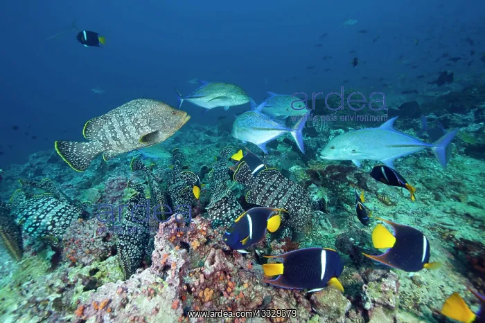 : Leather bass, Dermatolepis dermatolepis, King angelfish, Hol : Leather bass, Dermatolepis dermatolepis, King angelfish, Hol