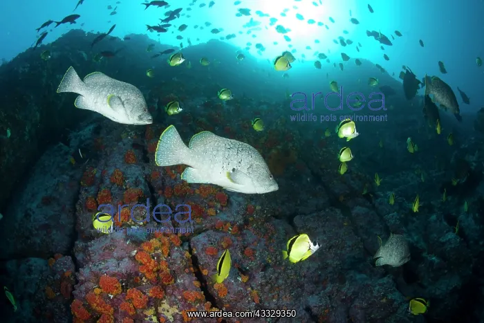 : Leather bass, Dermatolepis dermatolepis and Blacknosed butte : Leather bass, Dermatolepis dermatolepis and Blacknosed butte