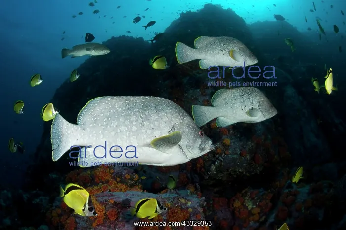 : Leather bass, Dermatolepis dermatolepis and Blacknosed butte : Leather bass, Dermatolepis dermatolepis and Blacknosed butte
