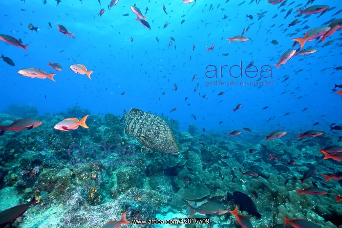 : Leather bass Dermatolepis dermatolepis Galapagos Islands UNE : Leather bass Dermatolepis dermatolepis Galapagos Islands UNE