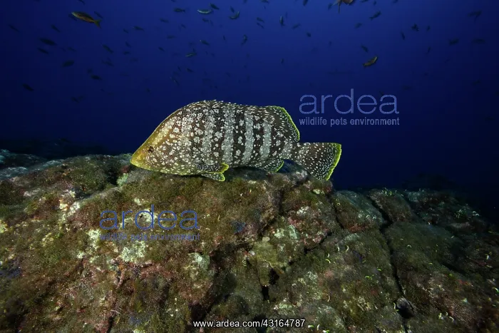 : Leather Bass - San Benedicto Revillagigedo Socorro Islands M : Leather Bass - San Benedicto Revillagigedo Socorro Islands M