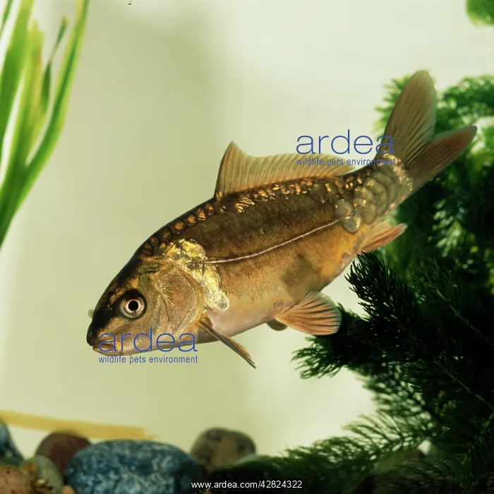  : Leather Carp