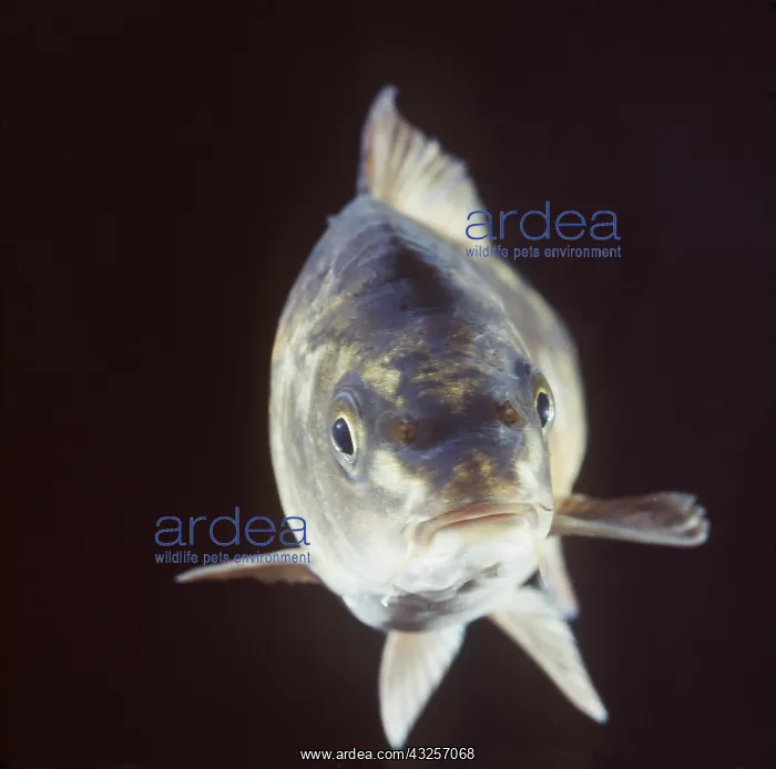 : LEATHER CARP - FACING : LEATHER CARP - FACING