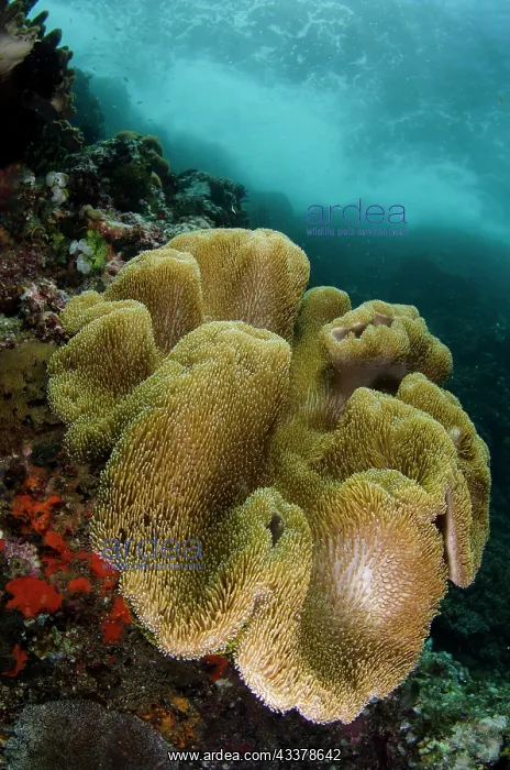  : Leather Coral