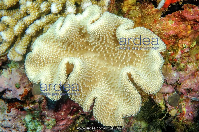 : Leather coral (Sarcophyton glaucum), Indian Ocean : Leather coral (Sarcophyton glaucum), Indian Ocean