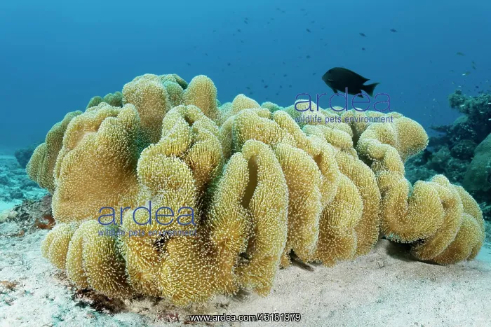 : Leather coral (Sarcophyton sp.) with outstretched : Leather coral (Sarcophyton sp.) with outstretched