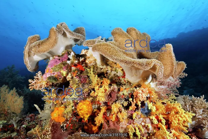: Leather coral (Sargophyton sp.) on small coral block : Leather coral (Sargophyton sp.) on small coral block
