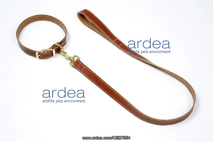 : Leather dog collar & lead : Leather dog collar & lead