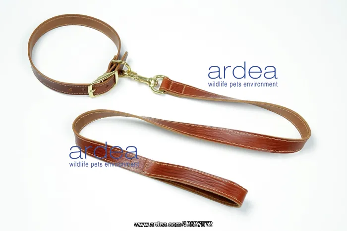 : Leather dog collar & lead : Leather dog collar & lead