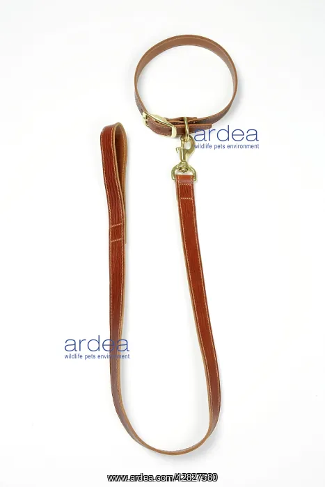 : Leather dog collar & lead : Leather dog collar & lead