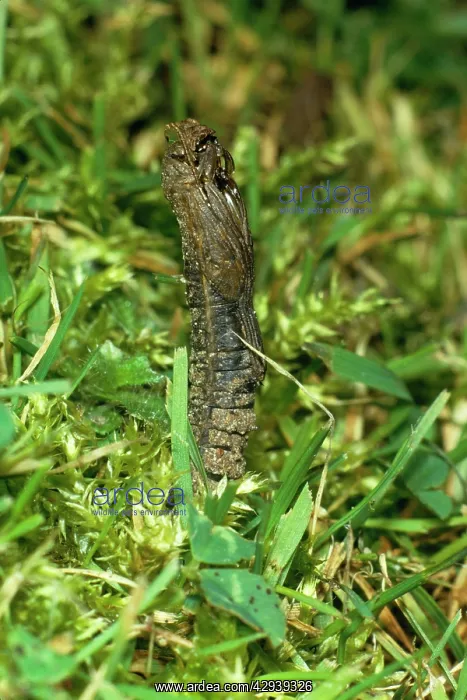 : Leather Jacket / Cranefly / Daddy-long-legs - pupal : Leather Jacket / Cranefly / Daddy-long-legs - pupal