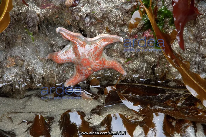 : Leather Star - Third Beach : Leather Star - Third Beach