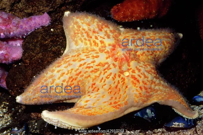 : Leather STAR fish : Leather STAR fish