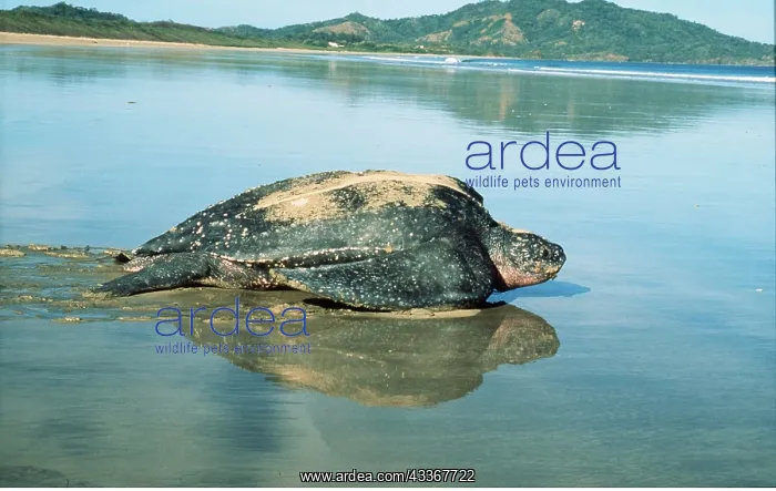 : Leatherback / Leathery Turtle : Leatherback / Leathery Turtle