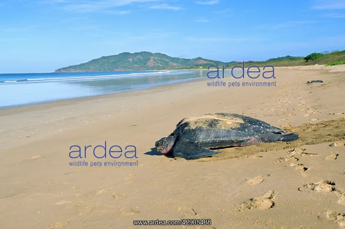 : Leatherback / Leathery Turtle - on beach : Leatherback / Leathery Turtle - on beach