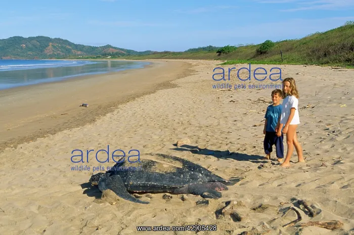 : Leatherback / Leathery Turtle - on beach with two children : Leatherback / Leathery Turtle - on beach with two children