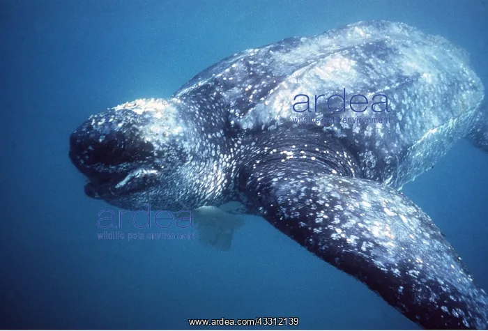  : Leatherback  /  Leathery Turtle - eating jellyfish underwater