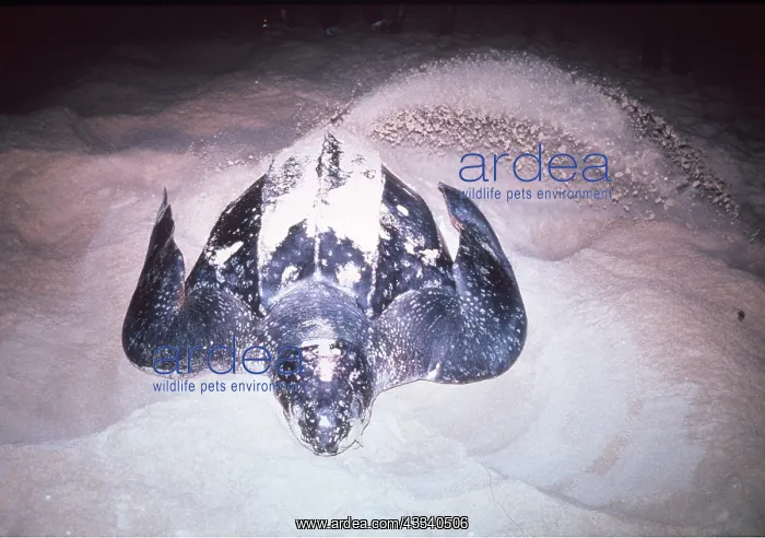 : Leatherback / Leathery Turtle - flicking sand : Leatherback / Leathery Turtle - flicking sand