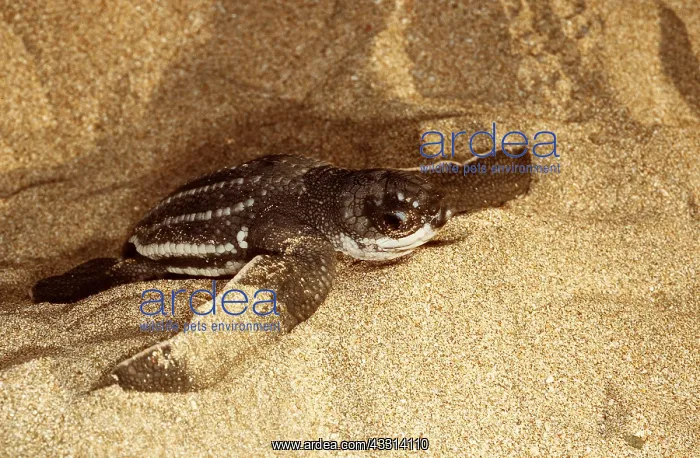 : Leatherback / Leathery Turtle - Hatchlings : Leatherback / Leathery Turtle - Hatchlings