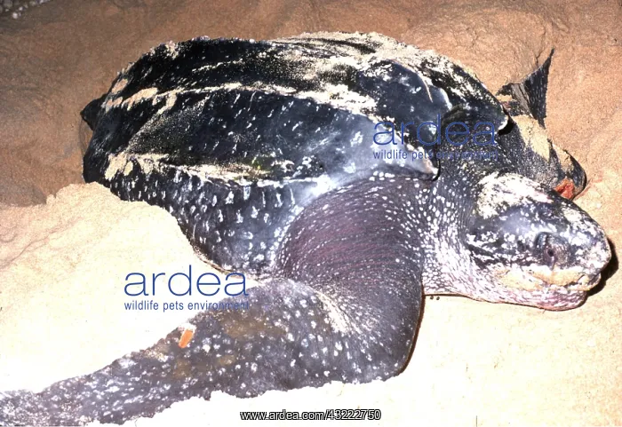 : Leatherback / Leathery Turtle - Laying eggs : Leatherback / Leathery Turtle - Laying eggs