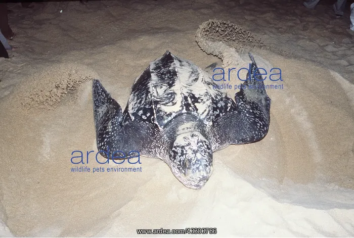 : Leatherback / Leathery Turtle - laying eggs : Leatherback / Leathery Turtle - laying eggs