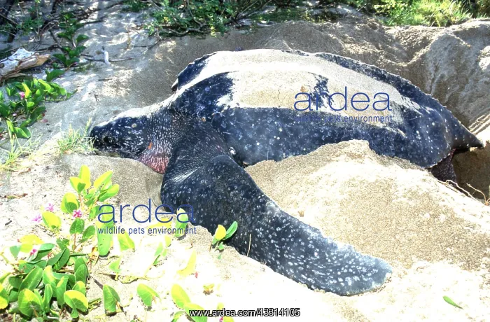 : Leatherback / Leathery TURTLE - laying eggs : Leatherback / Leathery TURTLE - laying eggs
