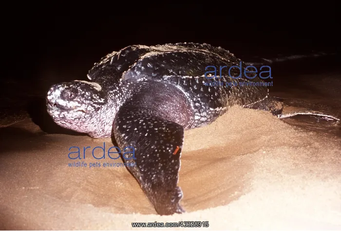 : Leatherback / Leathery Turtle - laying eggs on beach : Leatherback / Leathery Turtle - laying eggs on beach