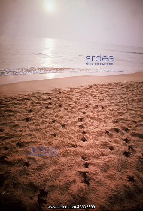 : Leatherback / Leathery Turtle- Newly Hatched Young on beach : Leatherback / Leathery Turtle- Newly Hatched Young on beach
