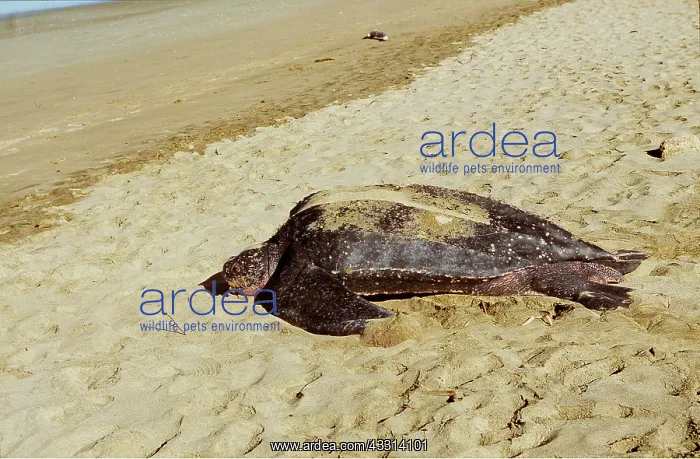 : Leatherback / Leathery Turtle - on sand : Leatherback / Leathery Turtle - on sand
