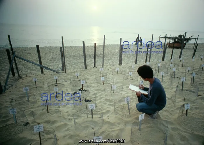 : Leatherback / Leathery Turtle - Scientist recording : Leatherback / Leathery Turtle - Scientist recording