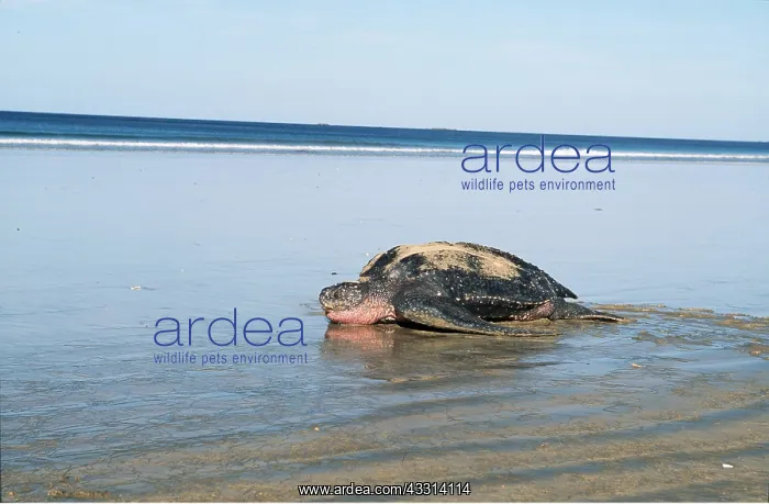 : Leatherback / Leathery Turtle - at waters edge : Leatherback / Leathery Turtle - at waters edge