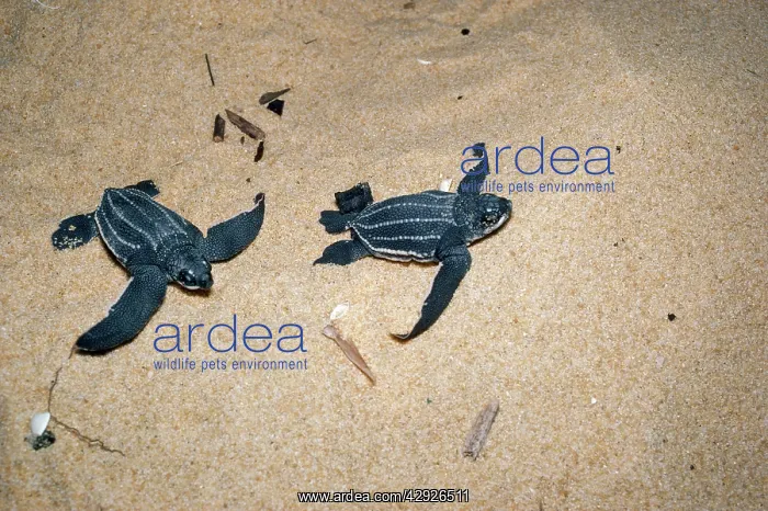 : Leatherback / Leathery Turtle - YOUNG : Leatherback / Leathery Turtle - YOUNG