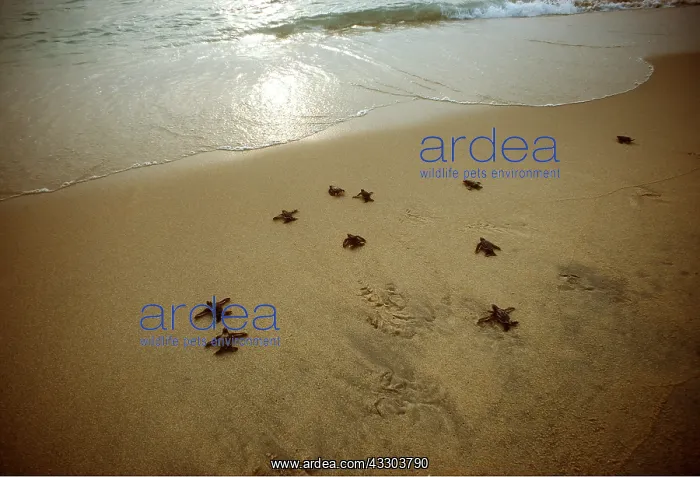 : Leatherback / Leathery Turtle - young going to sea : Leatherback / Leathery Turtle - young going to sea