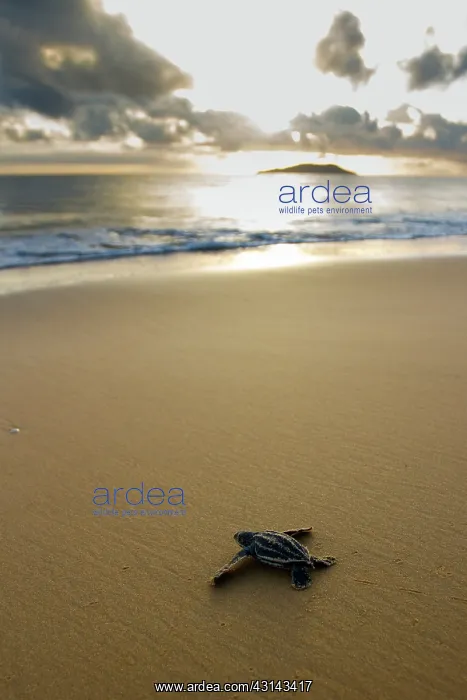 : Leatherback Sea Turtle : Leatherback Sea Turtle