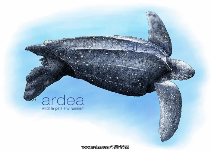 : Leatherback Sea Turtle : Leatherback Sea Turtle