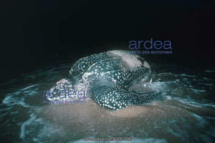 : Leatherback Turtle : Leatherback Turtle