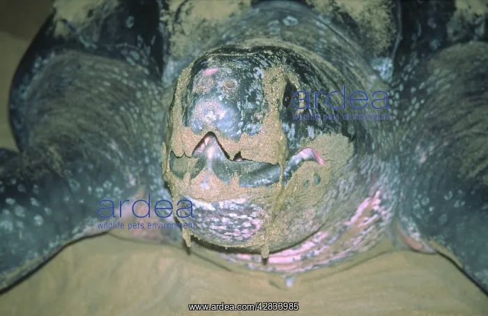 : Leatherback Turtle - egg laying : Leatherback Turtle - egg laying
