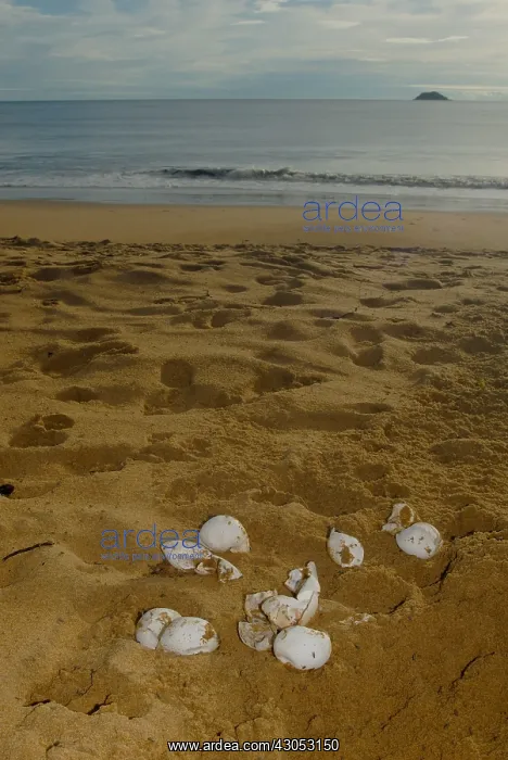 : Leatherback turtle eggs destroyed by stray dog French Guiana : Leatherback turtle eggs destroyed by stray dog French Guiana
