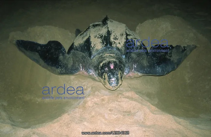  : Leatherback Turtle - excavating sand for egg laying