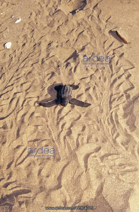 : Leatherback Turtle - hatchling : Leatherback Turtle - hatchling