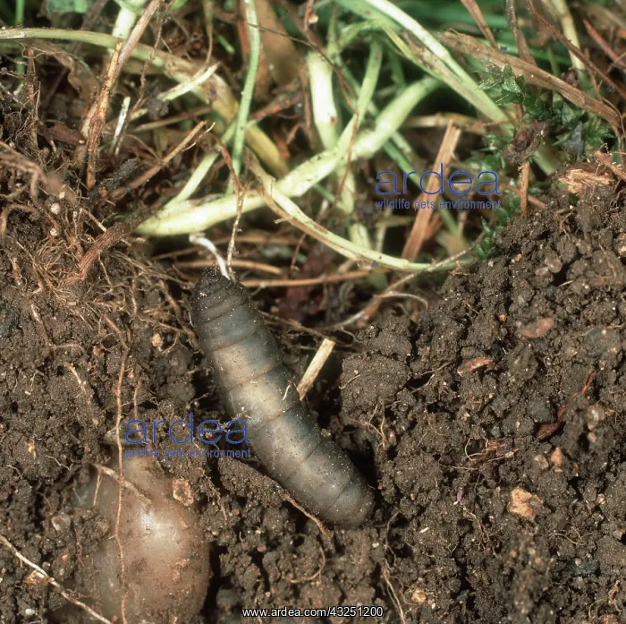 : Leatherjacket eating grass roots : Leatherjacket eating grass roots