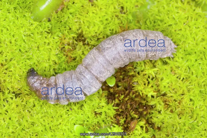 : Leatherjacket (larva of cranefly) / Daddy-Long-Legs : Leatherjacket (larva of cranefly) / Daddy-Long-Legs