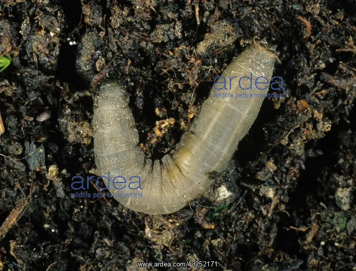 : Leatherjacket (Tipula sp.) larva on soil : Leatherjacket (Tipula sp.) larva on soil