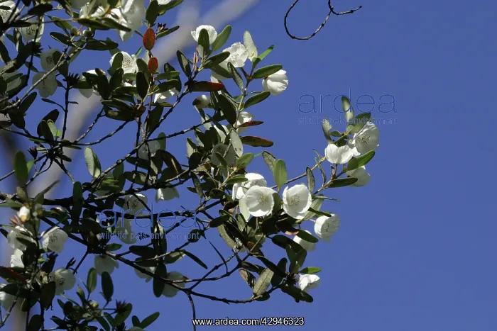 : Leatherwood : Leatherwood