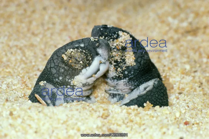 : Leathery Turtle - newborn : Leathery Turtle - newborn