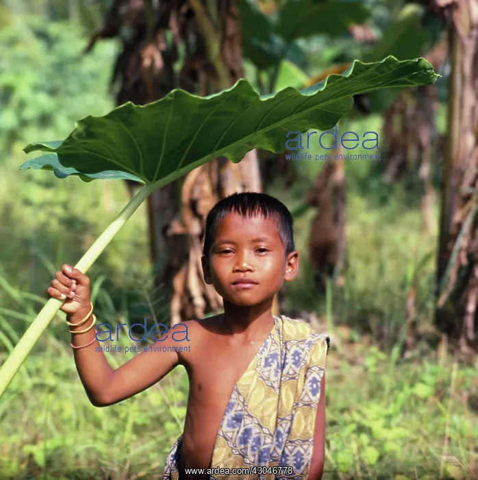 : Leaves, Leaf : Leaves, Leaf