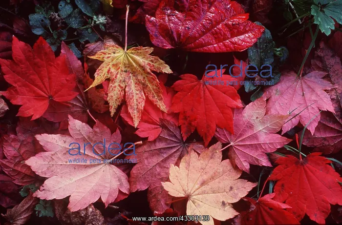  : LEAVES - Acer and Japonicum vitifolium showing Autumn colour