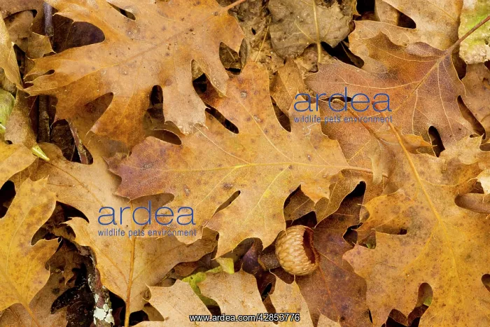 : Leaves and Acorn-cups - Black Oak : Leaves and Acorn-cups - Black Oak